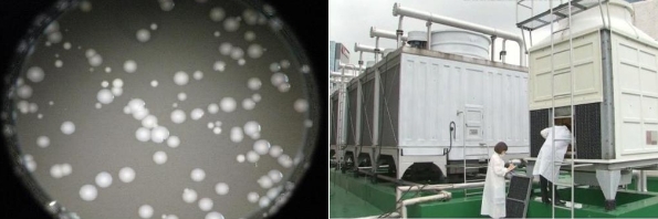 레지오넬라균 집락(좌)과 대형건물 냉각탑서 채수 모습(우).