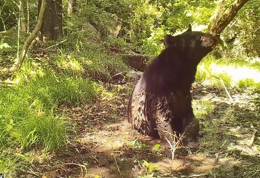 비무장지대에서 발견된 반달가슴곰.
