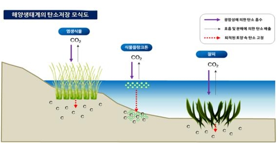 해양생태계의 탄소저장 모식도.