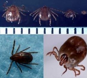 작은소피참진드기. 암컷, 수컷, 약충, 유충 순서(눈금한칸: 1mm). 아래 사진은 암컷의 흡혈 전후 사진.