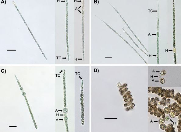 열대성 유해 남조류 종류 및 현미경 사진. A) 실린드로스퍼몹시스(Cylindrospermopsis raciborskii), B) 쿠스피도쓰릭스(Cuspidothrix), C), D) 스페로스퍼몹시스(Sphaerospermopsis, C : S. aphanizomenoides, D : S. reniformis). H: 이형세포(Heterocyte), A: 휴면포자(Akinete), TC: 정단세포(Teminal cell).