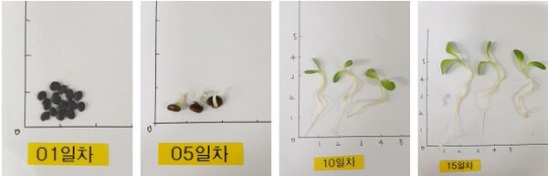 황기 새싹 재배 모습(재배 1일부터 재배 15일까지).
