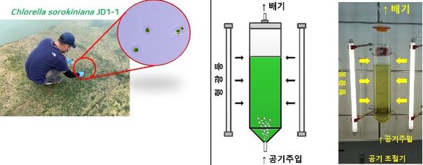 부영양화 과정