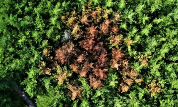 소나무재선충병에 걸린 소나무들(설악산 한계리). 사진=녹색연합
