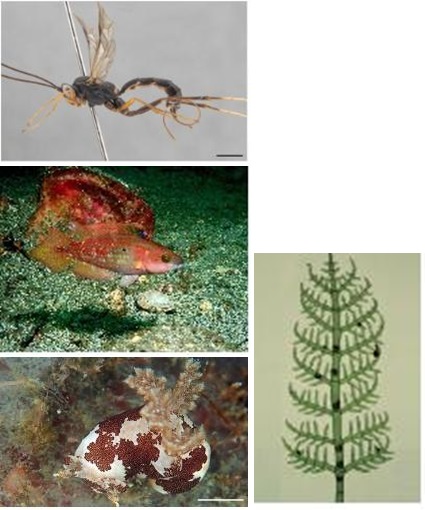 새로 추가된 생물종. 사진 왼쪽 위부터 아래로 한국털털이맵시벌, 두점긴주둥이놀래기 수컷, 갈색꼭지갯민숭달팽이. 사진 오른쪽은 애기선녀부채.