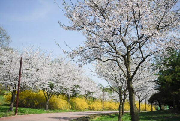 드림파크 야생화공원 벚꽃길.