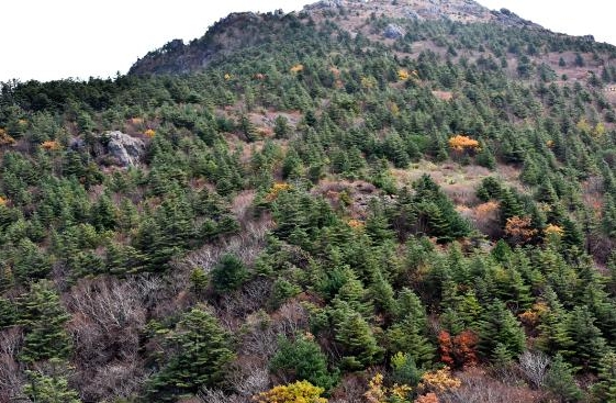 지리산 세석평전 일대 구상나무 숲 모습(자료사진).