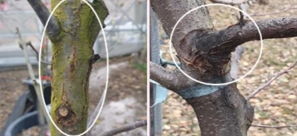 사과 과수화상병 궤양 증상. 왼쪽은 나무껍질이 갈라지는 형태의 궤양, 오른쪽은 나무껍질이 터지고 검게 변하는 궤양(자료사진).