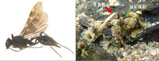 왕피물벌(좌)과 날도래 집에 기생중인 왕피물벌의 호흡관(우).
