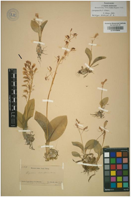 2010년 코마로프 식물원의 이피모프 박사가 나리난초의 신기준으로 지정한 표본.