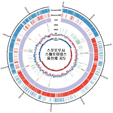 자생 아세토젠 미생물(스포로무사 스패로이데스) 유전체 지도.