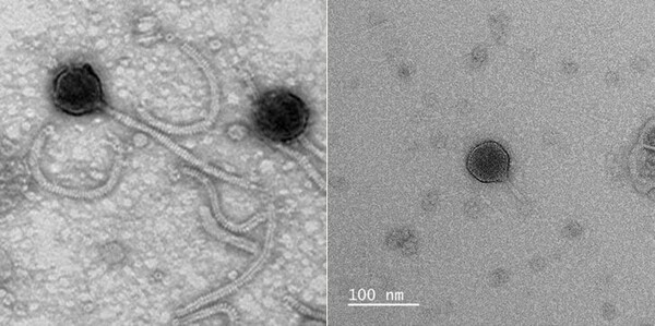 Vibrio harveyi 감염 박테리오파지(좌), Vibrio parahaemolyticus 감염 박테리오파지(우).