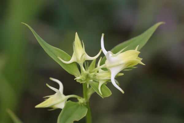 Halenia coreana S. M. Han et al. 참닻꽃 (기존 Halenia corniculata (L.) Cornaz 닻꽃)닻꽃은 기존 외국인에 의해 명명된 Halenia corniculata라는 학명으로 동정되었으나, 국내 연구자에 의해 한반도 중남부에 분포하는 개체는 형태 및 DNA 염기서열에 있어 중국, 러시아, 일본 및 한반도 북부에 분포하는 H. corniculara와 뚜렷이 구분되는 것이 밝혀져 2019년 Halenia coreana (참닻꽃)라는 학명으로 신종 발표됨(멸종위기 II급).