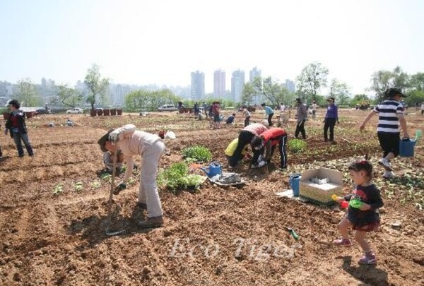 서울시민들이 ‘노들섬 도시농업공원(노들텃밭)’에서 밭작물을 재배하고 있다.