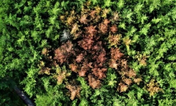 소나무재선충병에 걸린 소나무들(설악산 한계리). 사진=녹색연합
