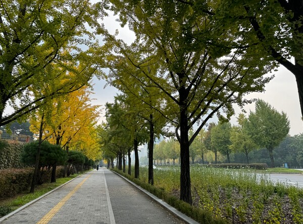 서울 위례성대로 가은행나무 가로수길.
