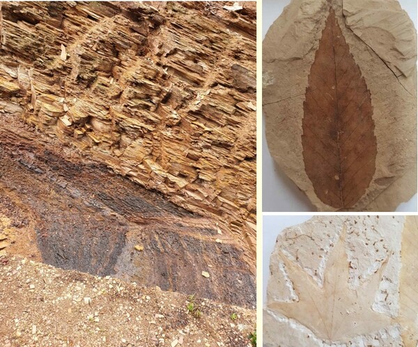 포항 금광동층 신생대 화석산지 층위단면(좌)과 식물화석(너도밤나무, 단풍나무).