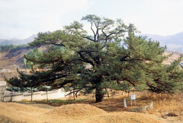 전주 삼천동의 곰솔. 자료=문화재청 천연기념물 센터