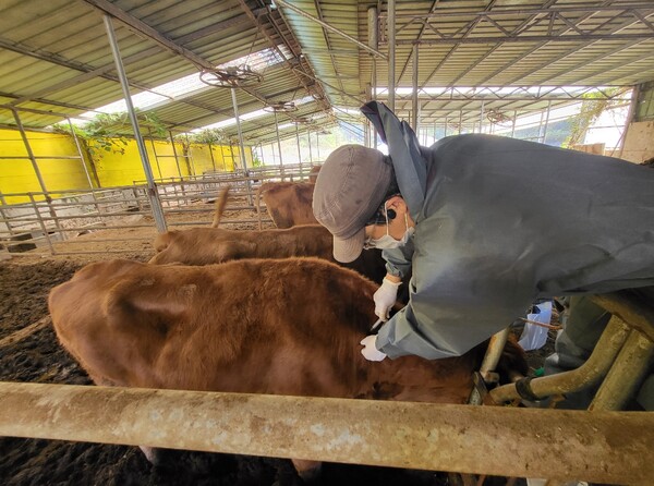 한우 사육농가에서 럼피스킨 백신을 접종하고 있다(자료사진).