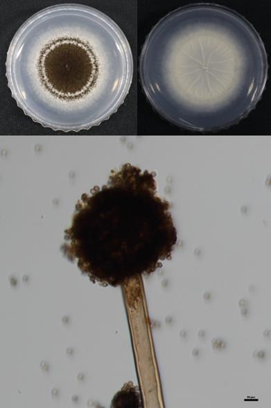 아스퍼질러스 튜빙엔시스(Aspergillus tubingensis) 균주.