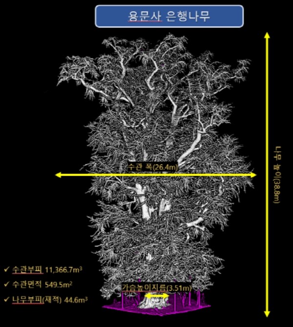 라이다 기술을 활용한 용문사 은행나무의 생장 정보.
