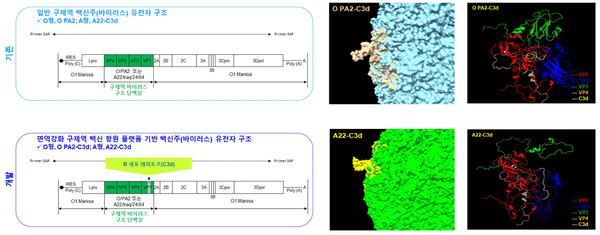 면역강화 구제역 백신 항원 플랫폼(O형 및 A형) 구조.